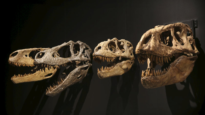 Like a chicken or a baboon – just how smart was T. rex?