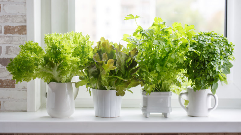 Growing lettuce from seed? Yes, pots are just as good as garden beds