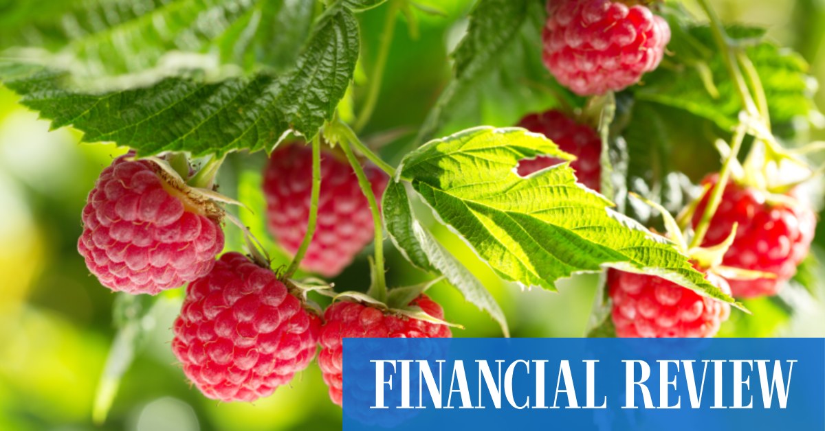 Berry nice! Costa board set to sign Paine Schwartz's lowered $3.20 bid - Vimarsana News