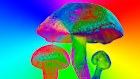 Throughout America, interest in the psychedelic component of magic mushrooms has reached a record high.
