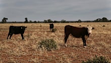 After months of watching and waiting, forecasters have pulled the trigger on El Niño.