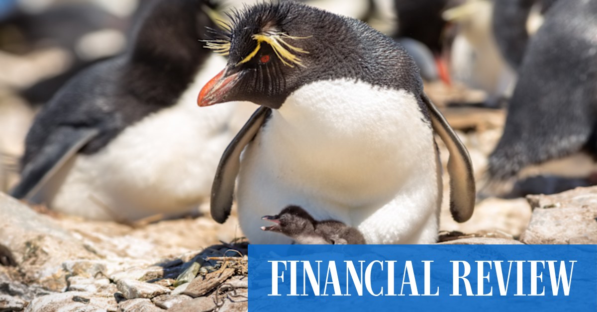 Birds and baked goods in the Falkland Islands - Vimarsana News