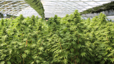 Cannabis: a less dangerous drug, according to the UN.