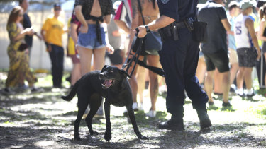 Police undertake searches with the help of sniffer dogs at the Fieid Day Music Festival in Sydney on New Year's Day.