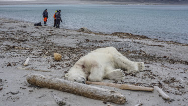 Authorities search the coastline on Saturday, July 28,  after a polar bear attacked and injured a polar bear guard who was leading tourists off a cruise ship on the Svalbard archipelago between Norway and the North Pole.