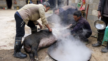 Farmers in Shanqiao Village of Zhaotong City in southwestern province Yunnan slaghtering pigs to get ready for Chinese Spring Festival on November 22.