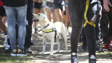 Police undertake searches with the help of sniffer dogs at the Field Day music festival in Sydney on New Years Day.