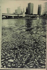Dead fish washed up in the polluted Seine in 1976. 