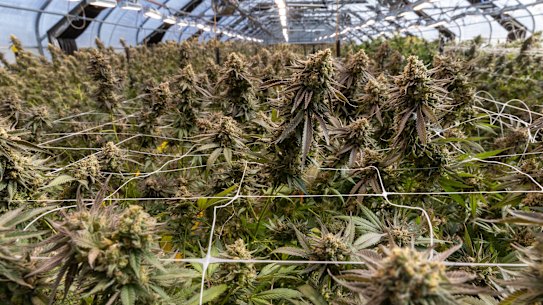 Cannabis medicinal cultivada em setembro de 2024 no produtor vitoriano ECS Botanics.