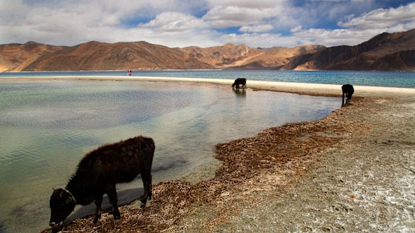 Cattle drink water at Pangong Lake in Ladakh region, India, near the Chinese border which is not formally marked.