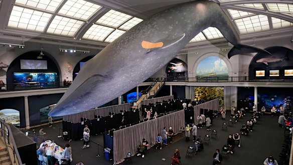 The American Museum of Natural History has turned into a mass vaccination site.