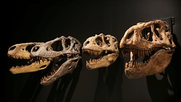 The exhibition has been updated from its first showing six years ago due to discoveries in Tyrannosaur research.