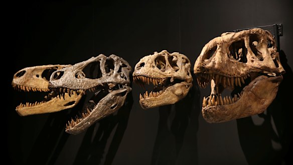 The Tyrannosaur - Meet the Family exhibit has been a major drawcard for the Australian Museum. 