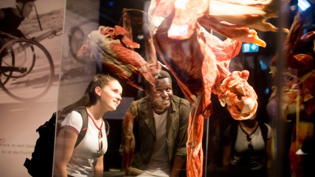 An exhibit from Body Worlds Vital which will be on display in Melbourne next month. 