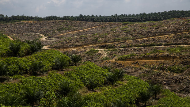 The palm oil trade has devastated many parts of Indonesia.