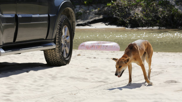 A young female dingo on Fraser Island.