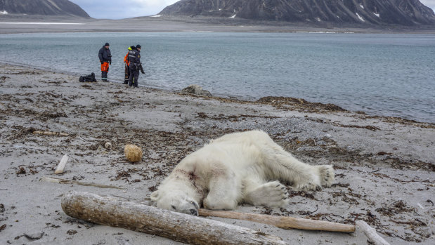 The polar bear was shot dead on the Svalbard archipelago between Norway and the North Pole.