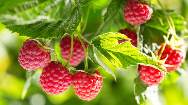 Low yielding raspberries are one of a number of issues hitting Costa Group.