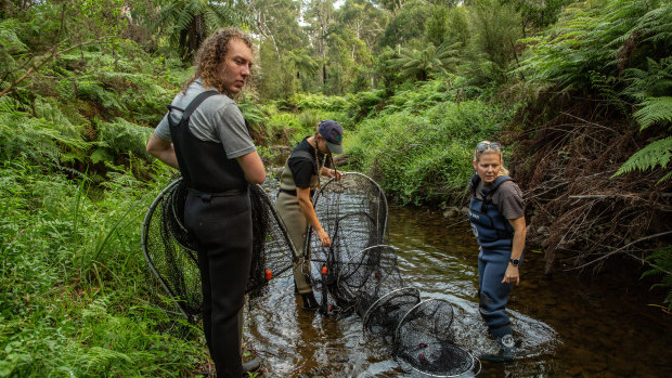 Healesville platypus experts survey for platypus at Coranderrk Creek.