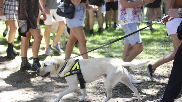 A police sniffer dog used to search for drugs at Field Day music festival in Sydney on New Year's Day this year.