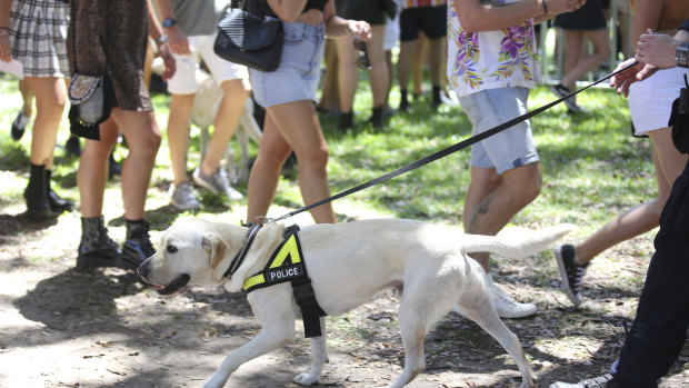 Police undertake drug searches at the Field Day Music Festival in Sydney on New Year's Day.