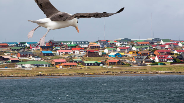 A black browed albatross flies into the Falkland Islands.  