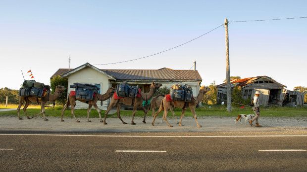 John Elliott and his camel train saunter along the Princes Highway through Kalimna.