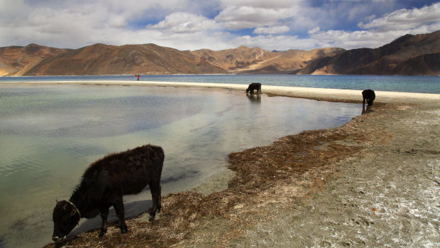 Cattle drink water at Pangong Lake in Ladakh region, India, near the Chinese border which is not formally marked.