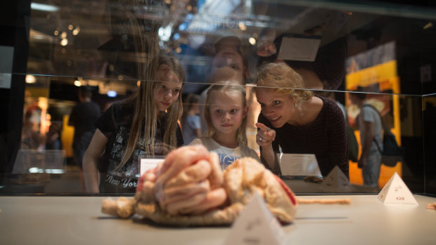 Visitors to Melbourne's exhibition will see this human brain on display.