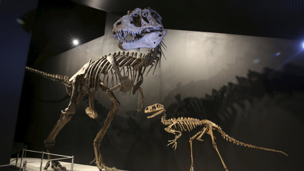 Dinosaur skeletons from the T-Rex exhibition at the reopened Australian Museum.