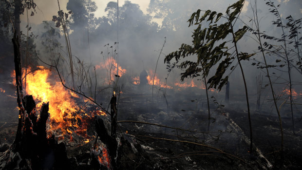 A fire burns trees and brush along the road to Jacunda National Forest.