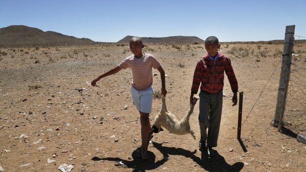 Children carry a dead lamb belonging to small scale farmer Gertruida Buffel in Vosburg, South Africa. 