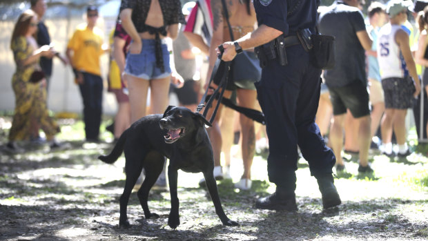 Police undertake searches with the help of sniffer dogs at the Fieid Day Music Festival in Sydney on New Year's Day.