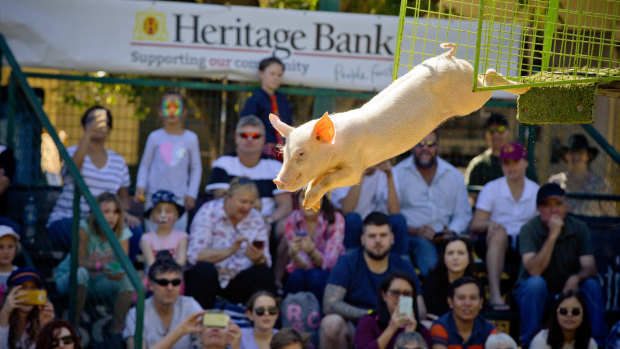 The Ekka's flying pigs have become a major attraction.