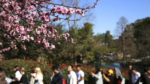Crowds enjoy Spring-like conditions at the Cherry Blossom festival in Auburn Botanic Gardens.