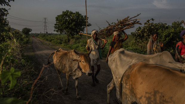 A man escorts his herd of cattle back from grazing in the Pandharkawada area of India. The herders are coming home earlier to avoid the tigers.