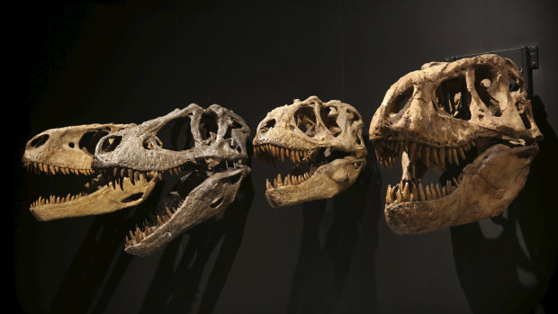 The Tyrannosaur - Meet the Family exhibit has been a major drawcard for the Australian Museum. 