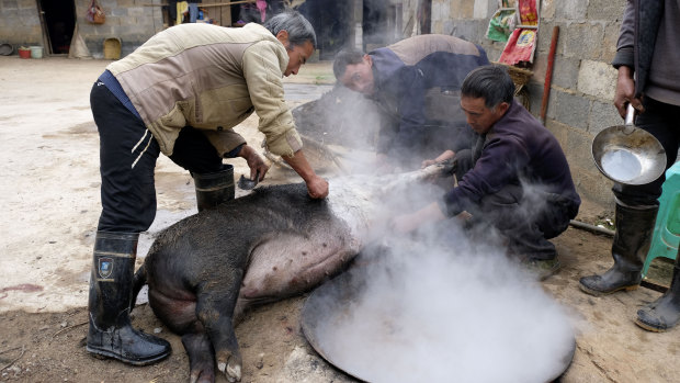 Farmers in Shanqiao Village of Zhaotong City in southwestern province Yunnan slaghtering pigs to get ready for Chinese Spring Festival on November 22.