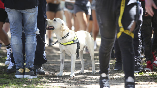 Police undertake searches with the help of sniffer dogs at the Field Day music festival in Sydney on New Years Day.