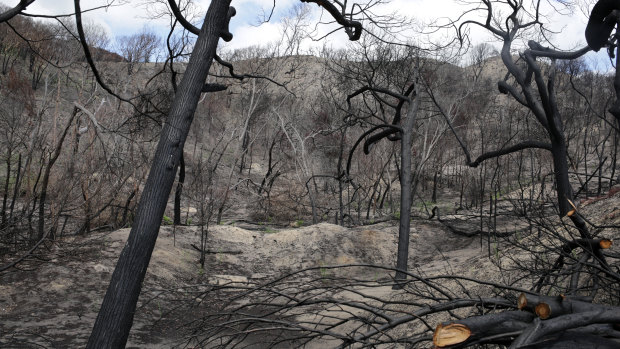 Scorched vegetation seen near Happy Valley on January 16, 2021.