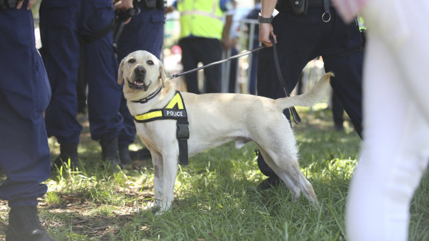 Ms Xamon said people often panicked when they saw sniffer dogs at festivals and consequently engaged in risky behaviour like overdosing.