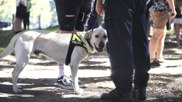 A police sniffer dog at work during the Field Day music festival in The Domain on New Year's Day. 