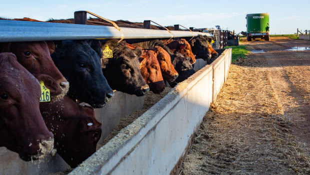 Cattle eat at a feedlot in South Australia.
