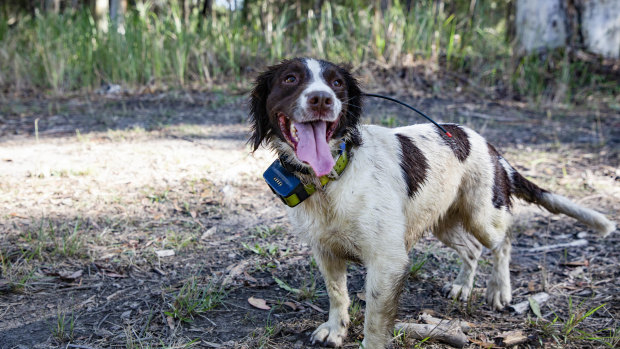 Detector dog Halo sniffs out fox dens in south-east Queensland to help biodiversity. 