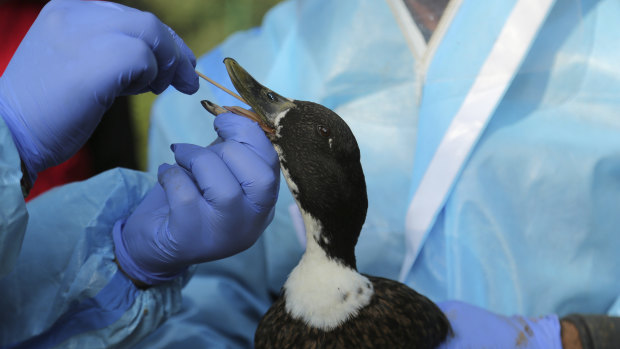 An Indian wildlife department doctor collects a swab sample from a duck to test for bird flue at Manda park in Jammu, India.