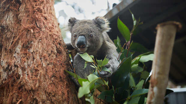 The government says it wants to protect koalas yet habitat is under threat.