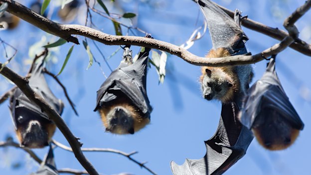 Bats at Yarra Bend during a heatwave. Volunteers hosed them to try to cool them.