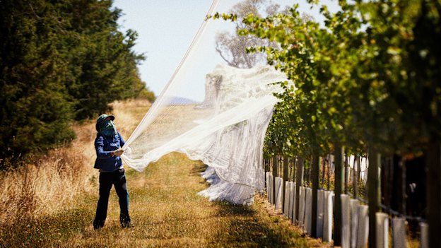 Clonakilla’s Shiraz Viognier kicked off a fashion for lighter, finer, more aromatic shirazes.