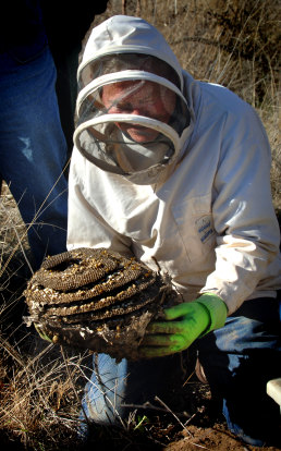 Phil Spradbery digs up a European wasp nest.
