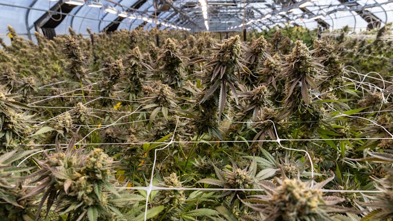 Medicinal cannabis crackdown looms as high-strength products hit market